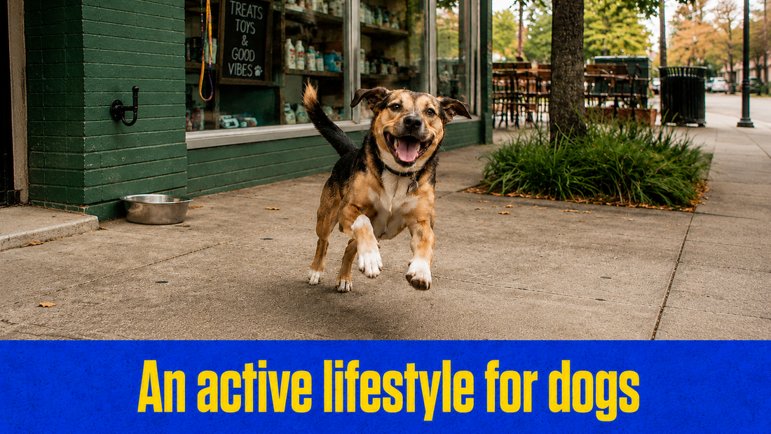 Supporting Your Dog’s Joints at Every Age