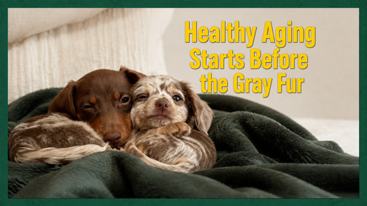 What If Aging Starts Before the Gray Fur?