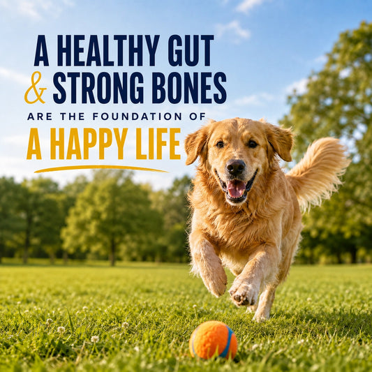 Joint + Gut Wellness Bundle