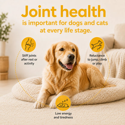 Joint & Mobility Soft Chews